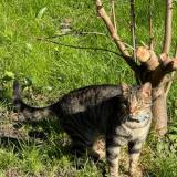 Foto del gato perdido en Linxe