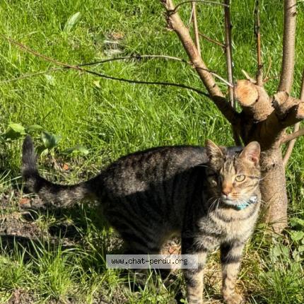 Foto 1/1 Tyger Chat perdido en Linxe