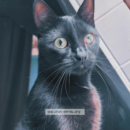 Foto 1/1 Haru Chat perdido en Pezou