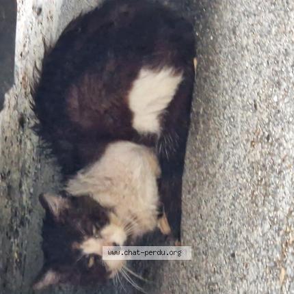 Foto 1/1 Gato encontrado Encontrado en Couilly pont aux dames