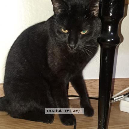 Foto 1/1 Gato encontrado Encontrado en Montigny les metz