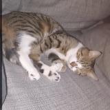 Foto del gato perdido en Faches Thumesnil