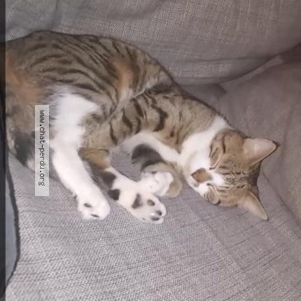 Foto 1/1 Dant&eacute; Chat perdido en Faches thumesnil