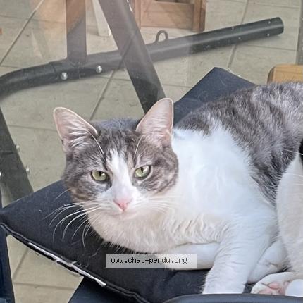 Foto 1/1 SNOW Chat perdido en Orvault