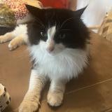 Foto del gato perdido en La Talaudiere Mon