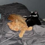 Foto del gato perdido en Nantes