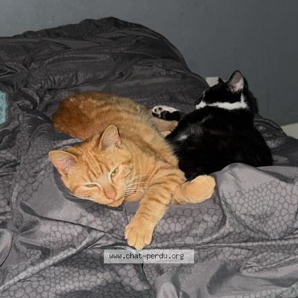 Foto 1/1 Zitoun Chat perdido en Nantes