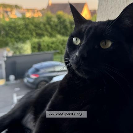 Foto 1/1 Loky Chat perdido en Saint sebastien de morsent