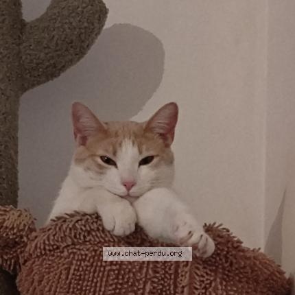 Foto 1/2 Waze Chat perdido en Montigny le bretonneux