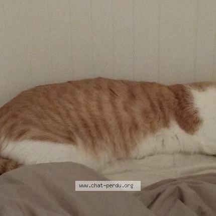 Foto 2/2 Waze Chat perdido en Montigny le bretonneux