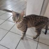 Foto del gato perdido en Corbas