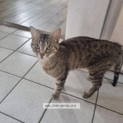 Foto 1/1 SAMBA Chat perdido en Corbas