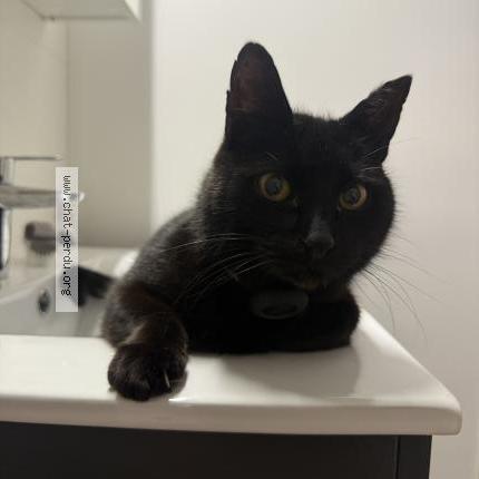 Foto 1/5 koko Chat perdido en Sene