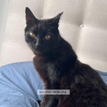 Foto 2/5 koko Chat perdido en Sene