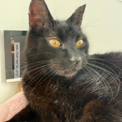 Foto 5/5 koko Chat perdido en Sene