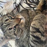 Foto del gato perdido en Saint Laurent Des Vignes