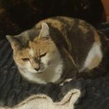 Foto del gato perdido en Martisserre