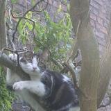 Foto del gato perdido en Quievrechain