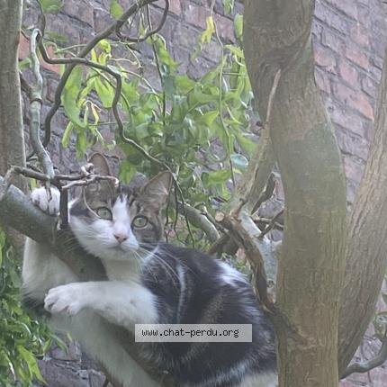 Foto 1/1 Jonas Chat perdido en Quievrechain