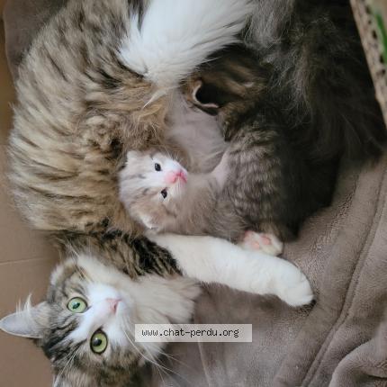 Foto 1/1 CHIPIE Chat perdido en Creon