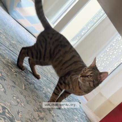 Foto 1/1 Olive Chat perdido en Strasbourg