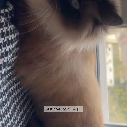 Foto 1/1 Yara Chat perdido en Loison sous lens