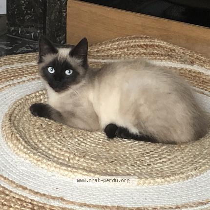 Foto 1/1 Tyson Chat perdido en Amiens