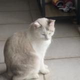 Foto del gato perdido en Monein