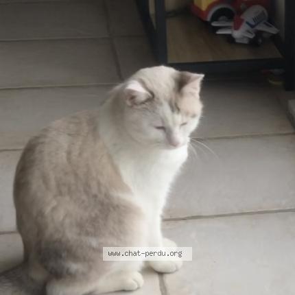 Foto 1/1 Yoshi Chat perdido en Monein