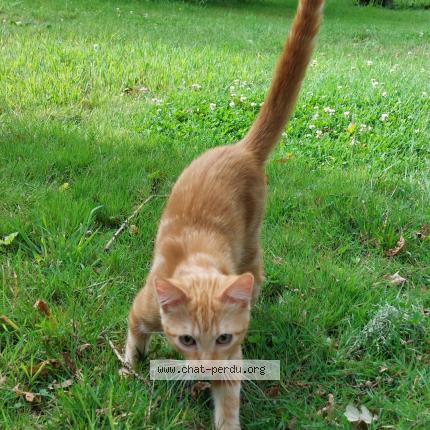 Foto 1/1 Youri Chat perdido en Melgven