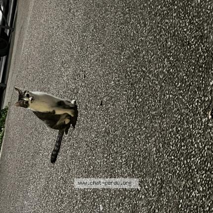 Foto 1/1 Gato encontrado Encontrado en Labruguiere