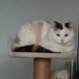 Foto del gato perdido en Bruz