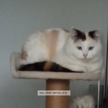 Foto 1/1 Saphir Chat perdido en Bruz