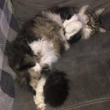 Foto del gato perdido en Golfe Juan