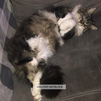 Foto 1/1 Yoda Chat perdido en Golfe juan