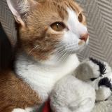 Foto del gato perdido en Villeneuve Le Roi