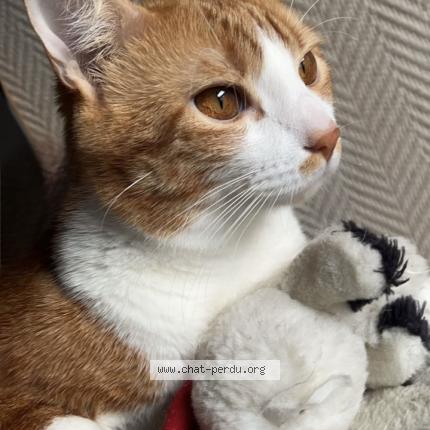 Foto 1/1 Kayenne Chat perdido en Villeneuve le roi