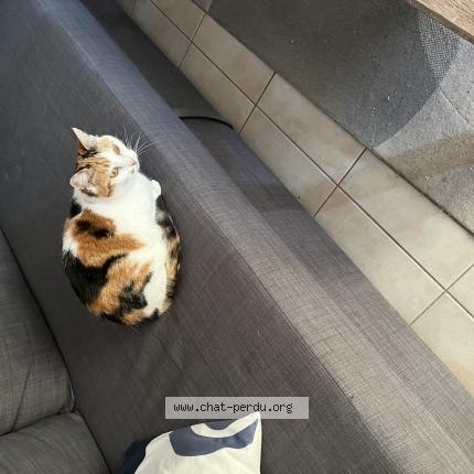 Foto 1/1 Hiris Chat perdido en Juvignac