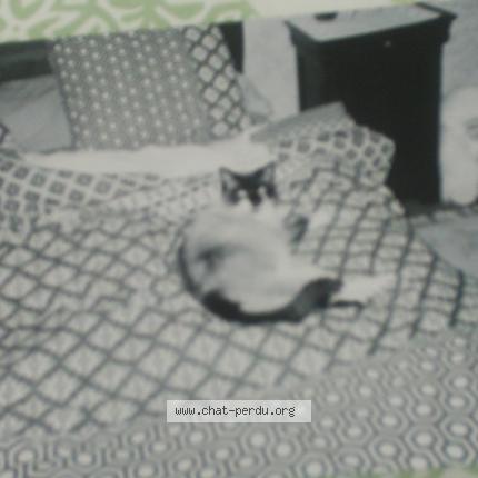 Foto 1/1 Gato encontrado Perdido en Gouarec