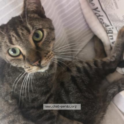 Foto 1/1 SOLEA Chat perdido en Vernon