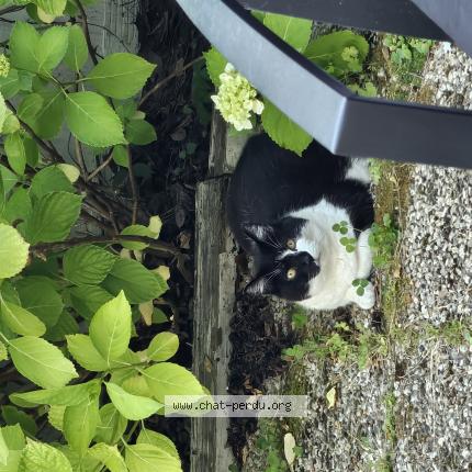 Foto 1/1 Gandja Chat perdido en Le perrier