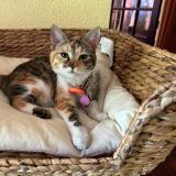 Foto del gato perdido en Sucy En Brie