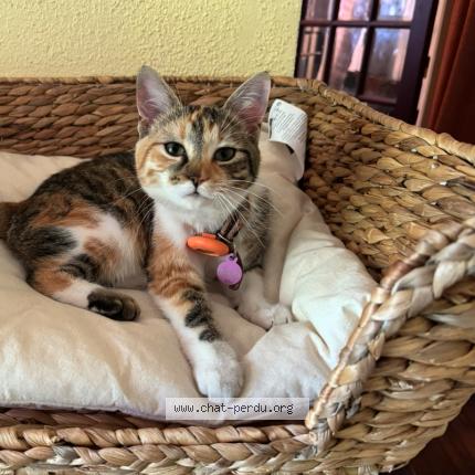 Foto 1/1 Sakura Chat perdido en Sucy en brie