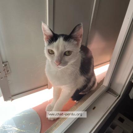 Foto 1/1 Baïda Chat perdido en Grenoble