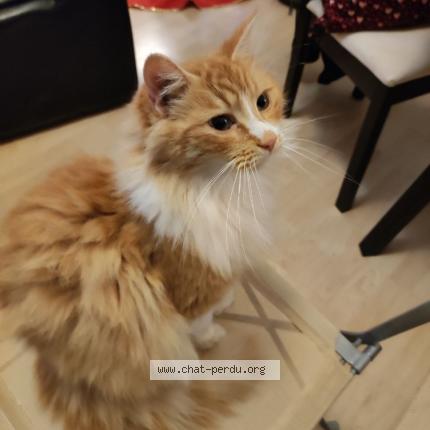 Foto 1/1 Scar Chat perdido en Bordeaux