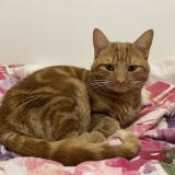 Foto del gato perdido en Vitry Le Francois