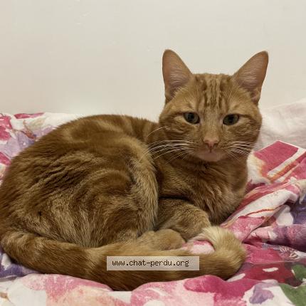 Foto 1/1 Simba Chat perdido en Vitry le francois