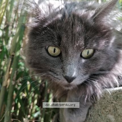 Foto 1/1 Vicky Chat perdido en Brest