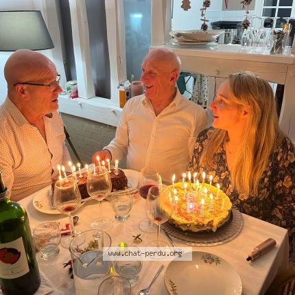 Foto 1/1 Oscar Chat perdido en Livarot pays d auge