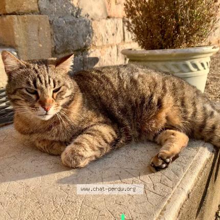 Foto 1/2 Gato encontrado Perdido en Le bouchaud